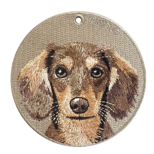 Chocolate Long-Haired Dachshund