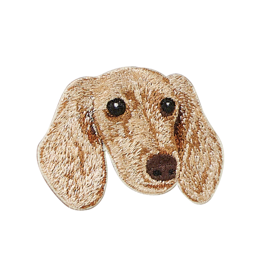 Cream Dachshund