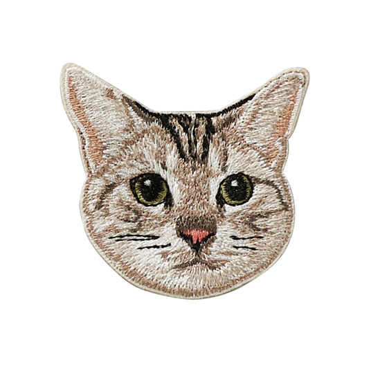 American Shorthair Cat