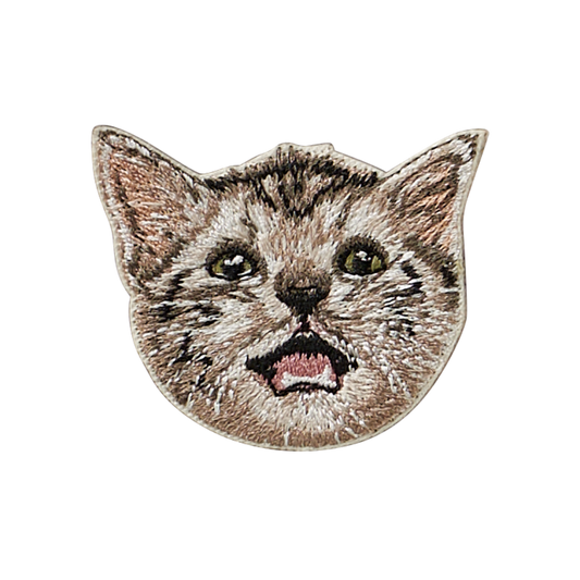 Baby American Shorthair Cat