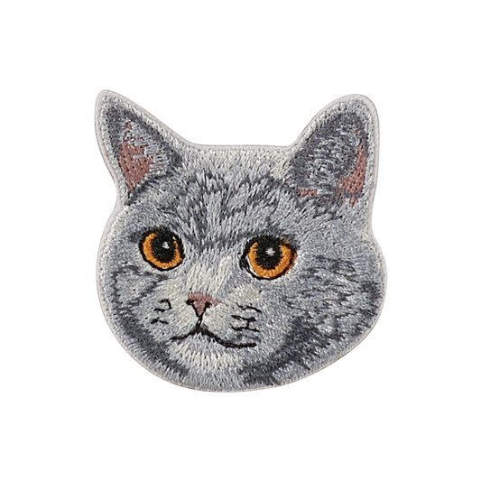British Shorthair Cat