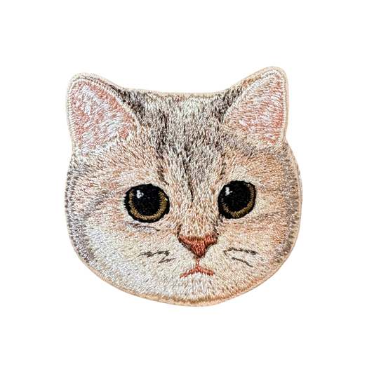 Blue Golden British Shorthair Cat