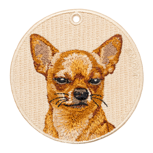 Chihuahua-Unimpressed Pose