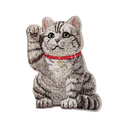 Lucky American Shorthair Cat