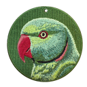 Ring-necked Parakeet