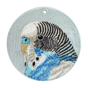 Blue Budgerigar