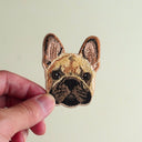 Black-Muzzled French Bulldog