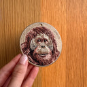 Orangutan