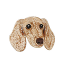Cream Dachshund