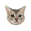 American Shorthair Cat