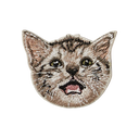 Baby American Shorthair Cat