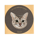 American Shorthair Cat