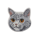 British Shorthair Cat