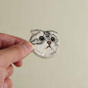 American Fold Shorthair Cat