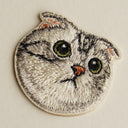 American Fold Shorthair Cat