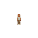 柴犬男