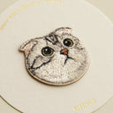 American Fold Shorthair Cat