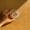 Blue&Gold Graded British Short-haired Cat