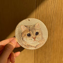 Blue&Gold Graded British Short-haired Cat