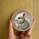 Netherland Dwarf Rabbit