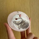 Netherland Dwarf Rabbit