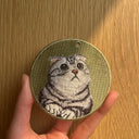 Scottish Fold
