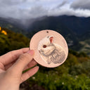 Netherland Dwarf Rabbit