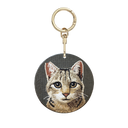 我是浪浪(虎斑貓)