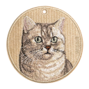 銀漸層英國短毛貓