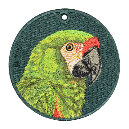 Military Macaw