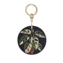 白斑洞洞龜背芋