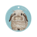 灰白荷蘭垂耳兔