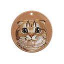 金漸層蘇格蘭摺耳貓