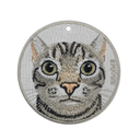 Bubble Head Daydreaming American Shorthair Cat