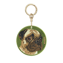 大頭巴哥犬