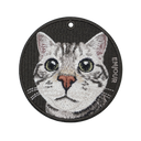 Bubble Head American Shorthair Cat