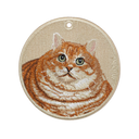 Chubby Orange Cat