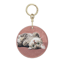 Cuddly American Shorthair