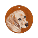 Guilty Labrador Retriever