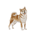 刺繡貼紙 - 柴犬